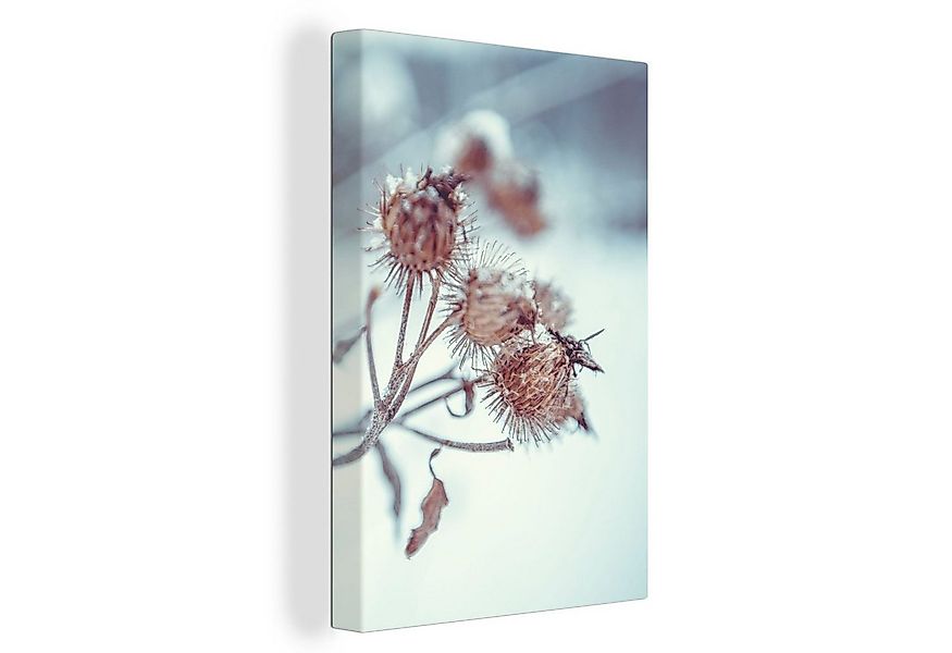 OneMillionCanvasses® Leinwandbild Pflanzen - Winter - Schnee - Natur, Fotod günstig online kaufen