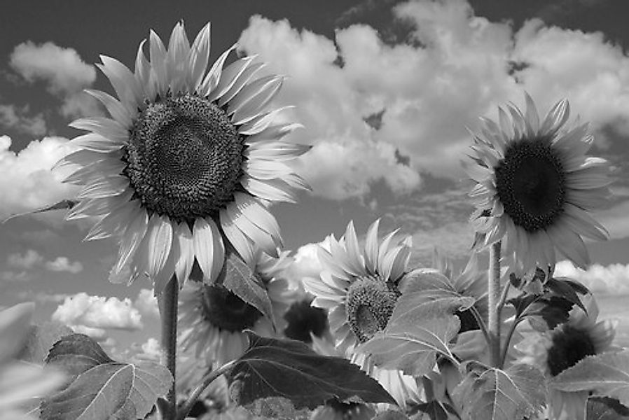 Papermoon Fototapete »Sonnenblume Schwarz & Weiß« günstig online kaufen