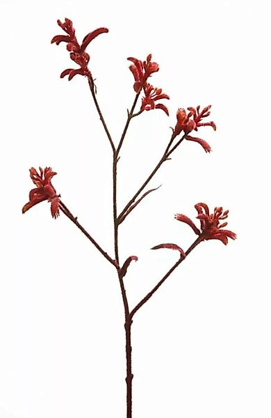 Flower & Style Kunstpflanzen & -blumen Känguruzweig rot 75 cm (rot) günstig online kaufen