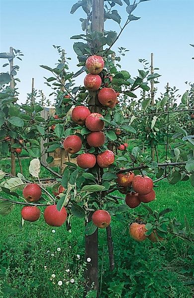 Pflanzen für Dich Obstpflanze Malus 'Roter Boskoop', 1 St., Roter Boskoop, günstig online kaufen