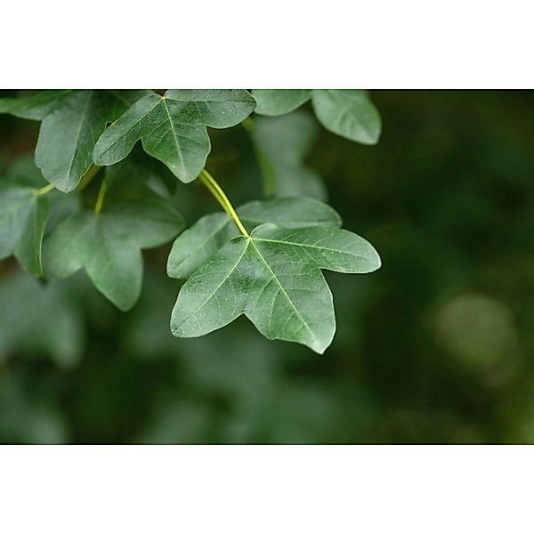 Acer Monspessulanum Französischer Ahorn 250–300 cm günstig online kaufen
