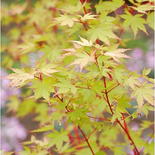 Japanischer Ahorn Sango Kaku 125-150cm - Acer palmatum günstig online kaufen
