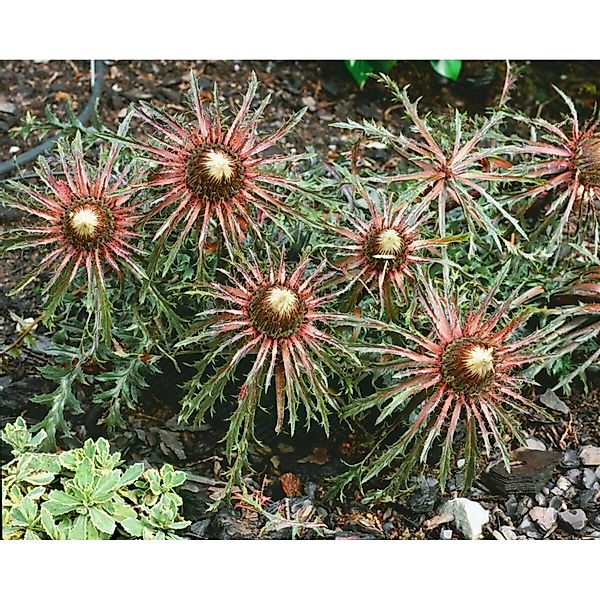 Carlina Acaulis Ssp.simplex Silberdistel Ca. 9x9 cm Topf günstig online kaufen
