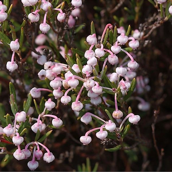 Lavendelheide Nikko - Andromeda polifolia günstig online kaufen