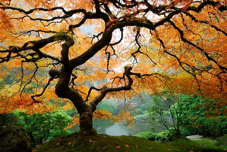 Papermoon Fototapete »Autumn Maple Tree« glatt günstig online kaufen