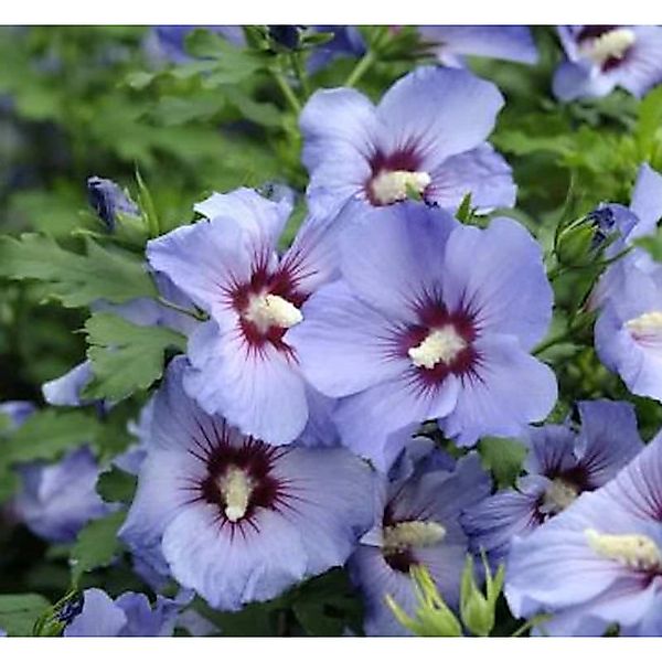 Garteneibisch Ultramarie 40-60cm - Hibiscus günstig online kaufen