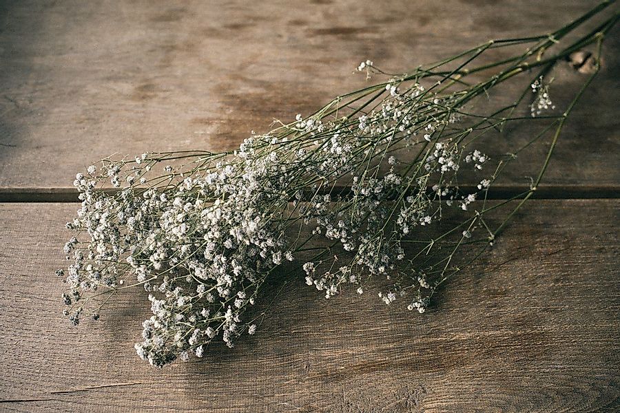 Trockenblume Schleierkraut Grau getrocknet im Bund günstig online kaufen