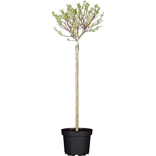 OBI Harlekinweide Hakuro Nishiki Stämmchen Höhe ca. 80 - 100 cm Topf ca. 5, günstig online kaufen