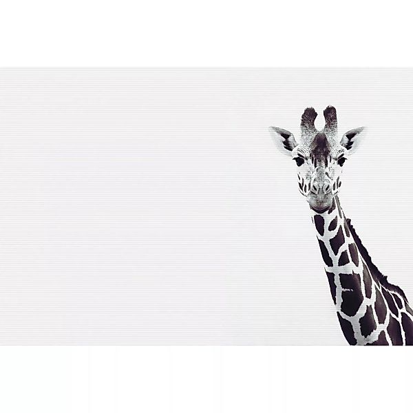 Fototapete Giraffe Schwarz Weiß 4,00 m x 2,70 m FSC® günstig online kaufen