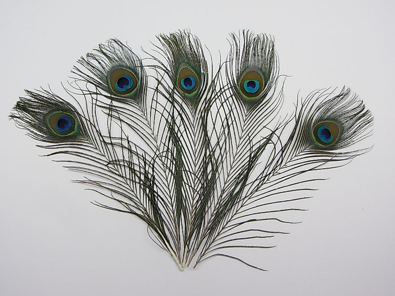 Trockenblume Echte Pfauenfedern 5er Set 30cm günstig online kaufen