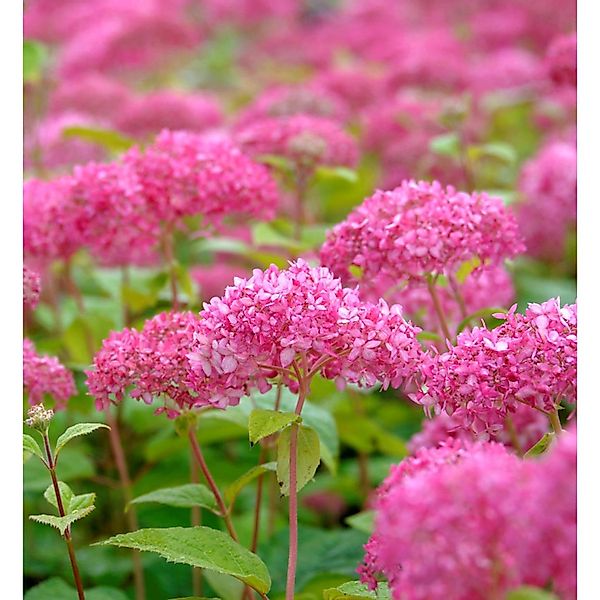 Zwerg-Hortensie Mauvette 40-60cm - Hydrangea arborescens günstig online kaufen