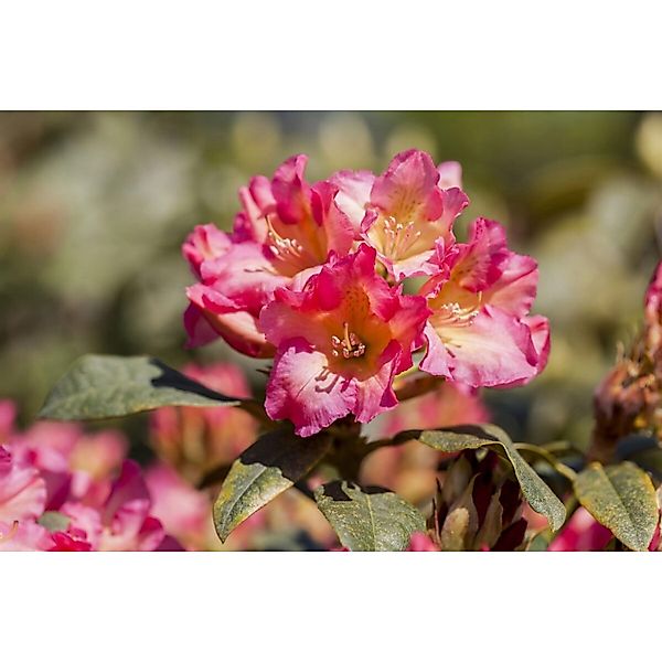 Rhododendron Yakushimanum Barbarella Rosa Blüten 30–40 cm günstig online kaufen