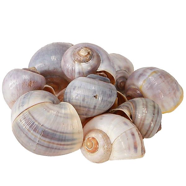 Viana Bastelnaturmaterial Natürliche Deko-Schneckenhäuser 1kg - günstig online kaufen