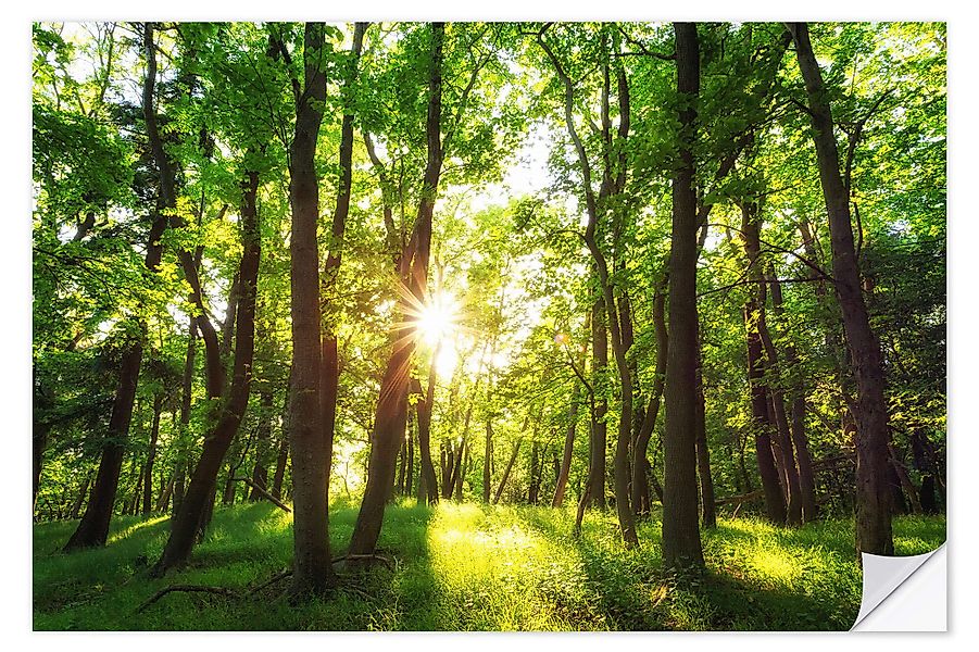 Posterlounge Wandbild Frühling in den Wäldern, günstig online kaufen