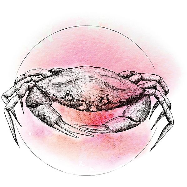 Komar Wandbild Crab Watercolor 30 x 40 cm günstig online kaufen