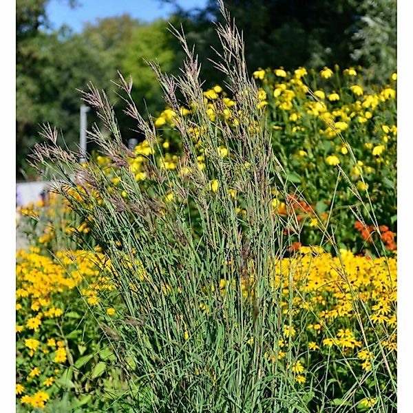 Bartgras - Andropogon gerardii günstig online kaufen