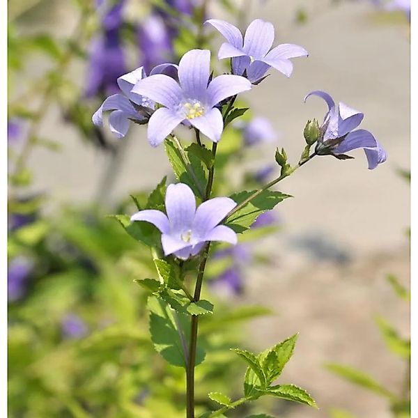 Doldenglockenblume - Campanula,actiflora günstig online kaufen