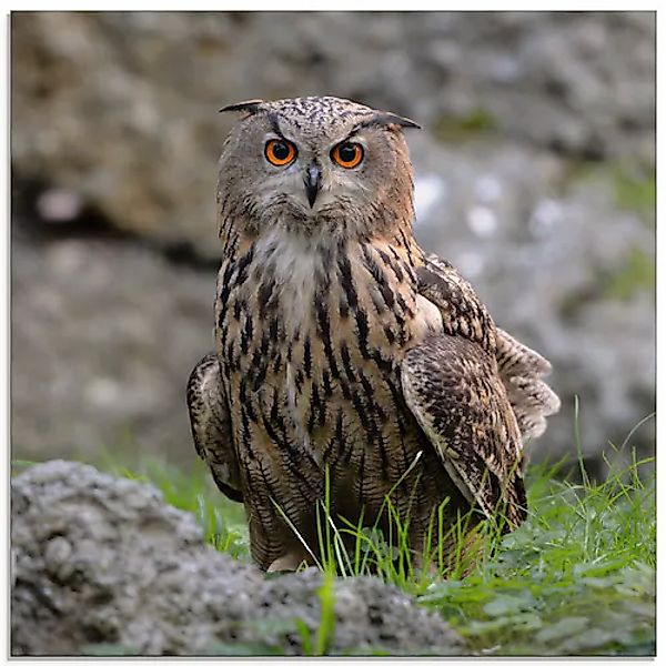 Artland Glasbild »Uhu« Vögel 1 Stk. tlg. in verschiedenen Größen günstig online kaufen