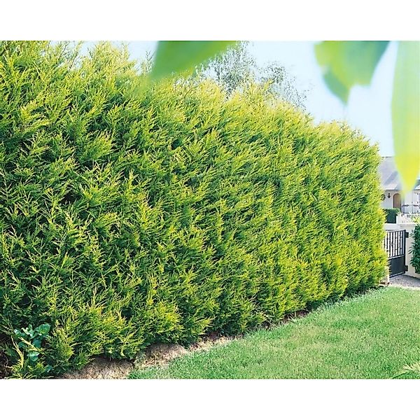 Cupressocyparis,eylandii 'Castlewellan Gold' 40-60 cm günstig online kaufen
