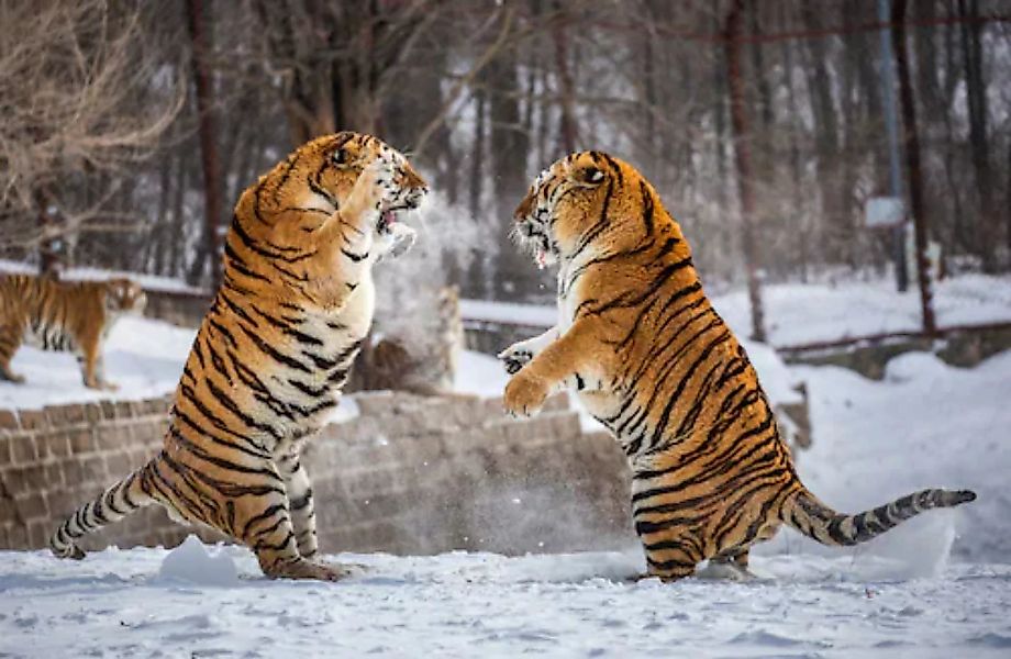 Papermoon Fototapete »Kampf gegen Sibirische Tiger« günstig online kaufen
