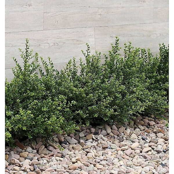 Japanische Zwerg Stechpalme Green Lustre 20-25cm - Ilex crenata günstig online kaufen