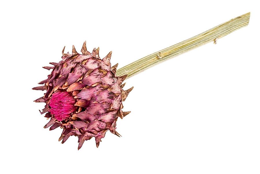 Trockenblume Cynara Artischocke mit Stiel ca. günstig online kaufen