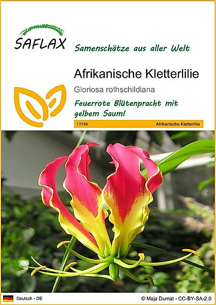 SAFLAX Blumensamen SAFLAX - Afrikanische Kletterlilie - 15 Samen - Gloriosa günstig online kaufen
