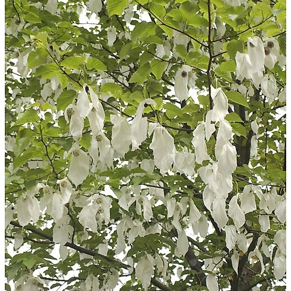 Taubenbaum Taschentuchbaum 40-60cm - Davidia involucrata vilmoriniana günstig online kaufen