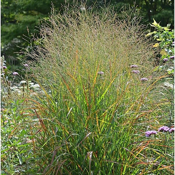 Rutenhirse Rotstrahlbusch - großer Topf - Panicum virgatum günstig online kaufen