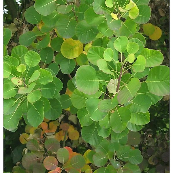 Perückenstrauch Old Fashioned 25-30cm - Cotinus coggygria günstig online kaufen