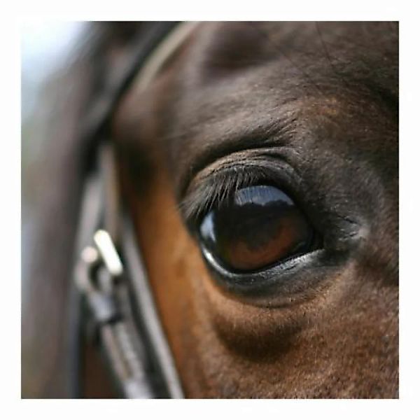 Bilderwelten Kindertapete Horse Eye braun Gr. 336 x 336 günstig online kaufen