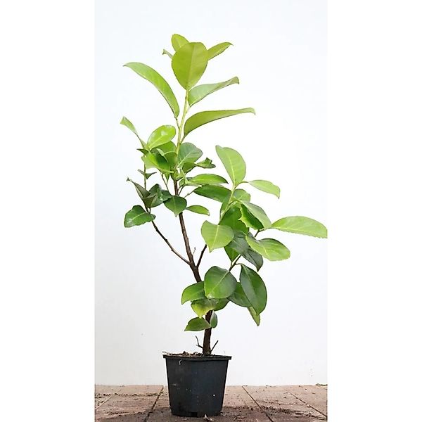 Prunus,aurocerasus 'Rotundifolia' 40-60 cm günstig online kaufen