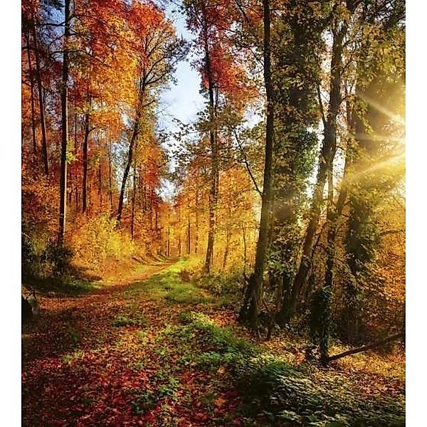 Fototapete FOREST WALK  | MS-3-0065 | Orange | Digitaldruck auf Vliesträger günstig online kaufen
