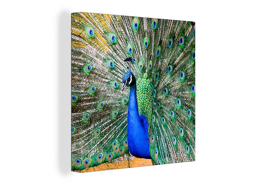 OneMillionCanvasses® Leinwandbild Pfau - Federn - Blau, Fotodruck (1 St), W günstig online kaufen