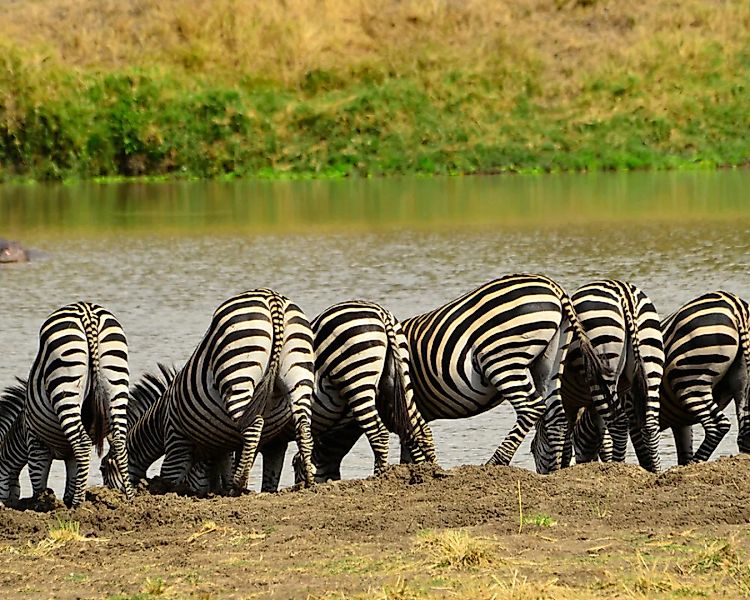 Fototapete "Zebra am Fluss" 4,00x2,50 m / Strukturvlies Klassik günstig online kaufen