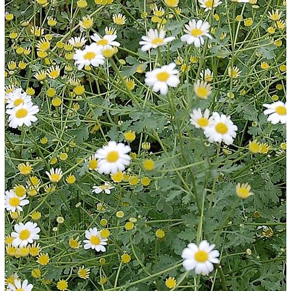 Graublättriges Gartenmutterkraut Jackpot - Tanacetum niveum günstig online kaufen