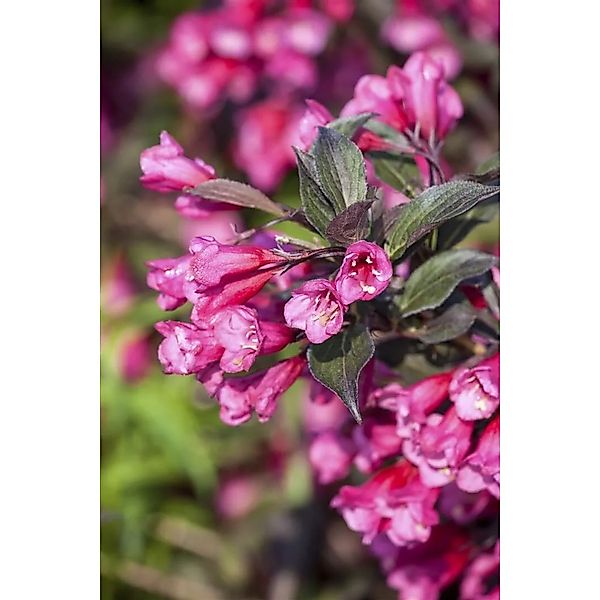 Pflanzen für Dich Gehölze Weigela florida Victoria, 1 St., Weigelie, Glocke günstig online kaufen