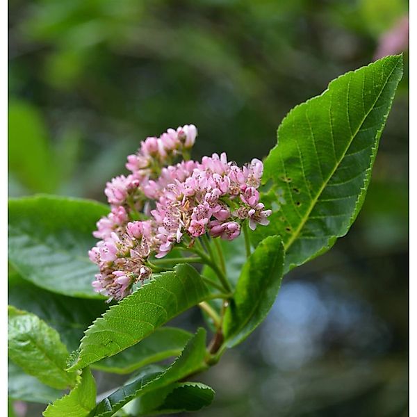 Zwerg Mehlbeere 80-100cm - Sorbus chamaemespilus günstig online kaufen