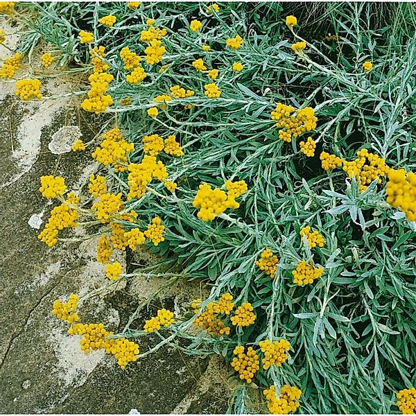 Helichrysum Thianshanicum Goldkind Strohblume Ca. 9x9 cm Topf günstig online kaufen