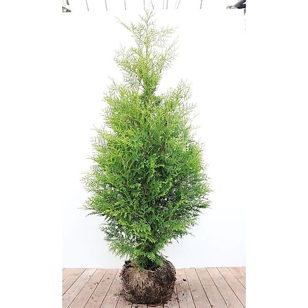 Thuja occidentalis 'Brabant' 150-175 cm günstig online kaufen