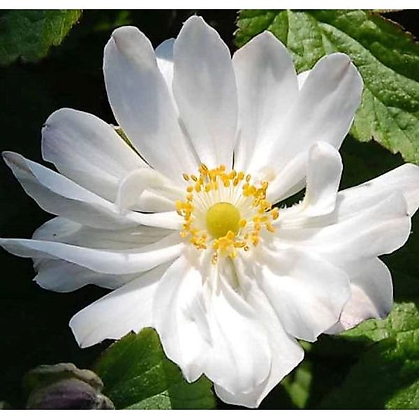 Herbstanemone Andrea Atkinson - Anemone japonica günstig online kaufen