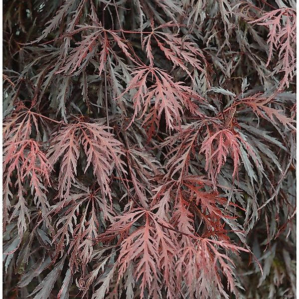 Japanischer Ahorn Tamueyama 40-60cm - Acer palmatum günstig online kaufen