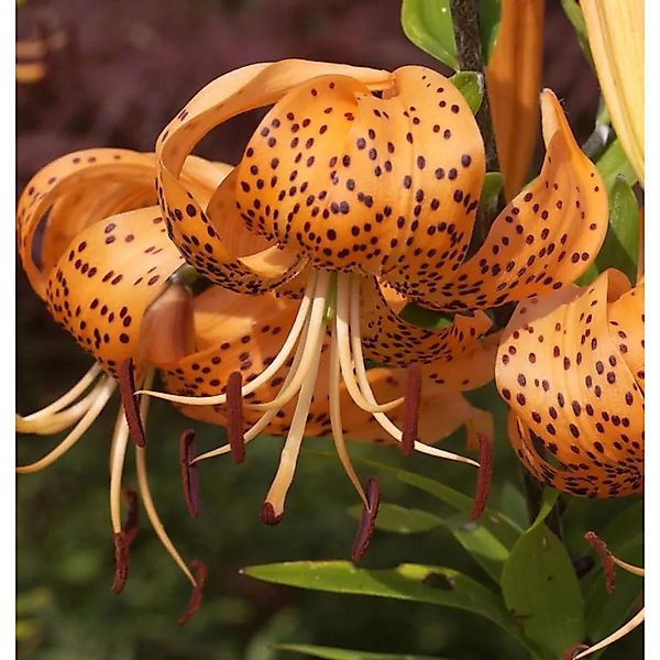 Tiger Lilie - Lilium,ancifolium günstig online kaufen
