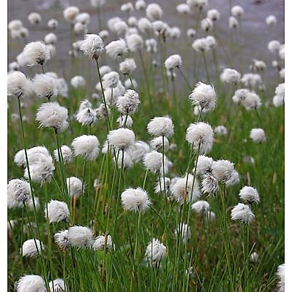 Scheidiges Wollgras - Eriophorum vaginatum günstig online kaufen