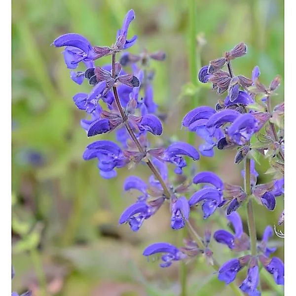Wiesen Salbei - Salvia pratensis günstig online kaufen
