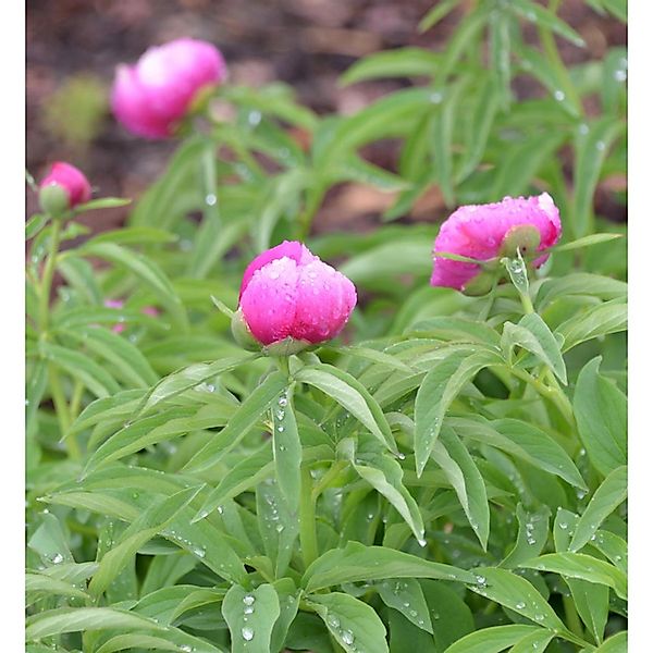 Pfingstrose Rubra Plena - Paeonia officinalis günstig online kaufen