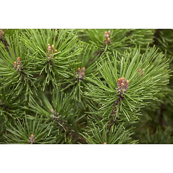 Pinus Mugo Mops Bergkiefer Kompakt 30 cm Stammhöhe günstig online kaufen