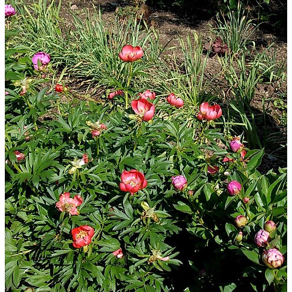 Balkan Pfingstrose - Paeonia peregrina günstig online kaufen