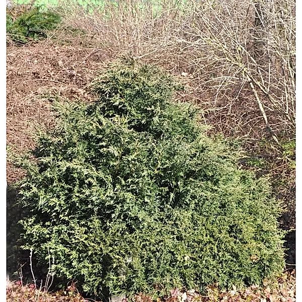 Kissenzypresse Caesia 50-60cm - Chamaecyparis,awsoniana günstig online kaufen