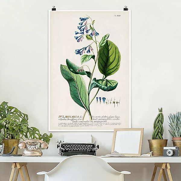Poster Vintage Botanik Illustration Lungenkraut günstig online kaufen